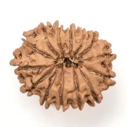 14-Mukhi-Rudraksha-Nepal-46-Back