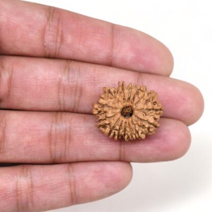 14-Mukhi-Rudraksha-Nepal-46-Hand