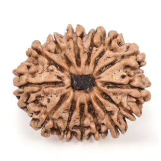 14-Mukhi-Rudraksha-Nepal-47