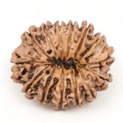 14-Mukhi-Rudraksha-Nepal-47-Back