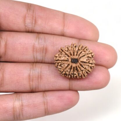 14-Mukhi-Rudraksha-Nepal-47-Hand