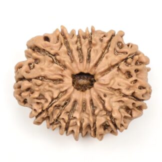 14 Mukhi Rudraksha