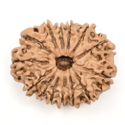 14-Mukhi-Rudraksha-Nepal-48