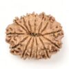 14-Mukhi-Rudraksha-Nepal-48-Back