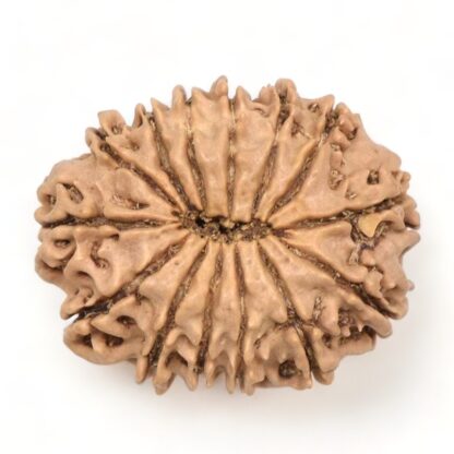 14-Mukhi-Rudraksha-Nepal-48-Back