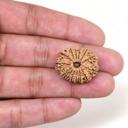 14-Mukhi-Rudraksha-Nepal-48-Hand