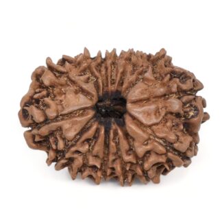 14-Mukhi-Rudraksha-Nepal-50