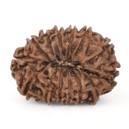 14-Mukhi-Rudraksha-Nepal-50-Back