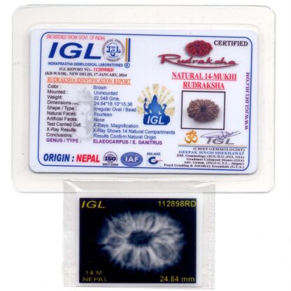 14-Mukhi-Rudraksha-Nepal-50-Certificate