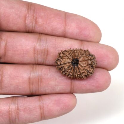 14-Mukhi-Rudraksha-Nepal-50-Hand