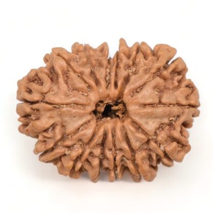 14-Mukhi-Rudraksha-Nepal-51