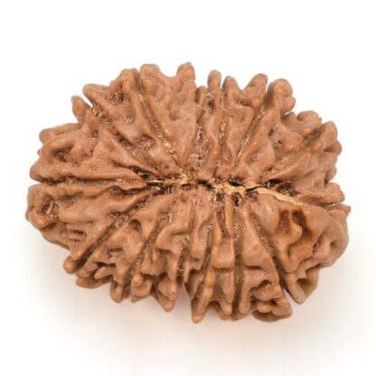 14-Mukhi-Rudraksha-Nepal-51-Back