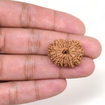 14-Mukhi-Rudraksha-Nepal-51-Hand