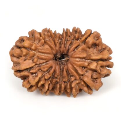 14-Mukhi-Rudraksha-Nepal-52