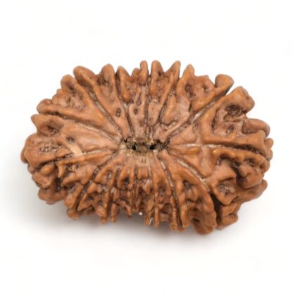 14-Mukhi-Rudraksha-Nepal-52