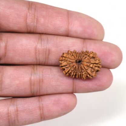 14-Mukhi-Rudraksha-Nepal-52-Hand