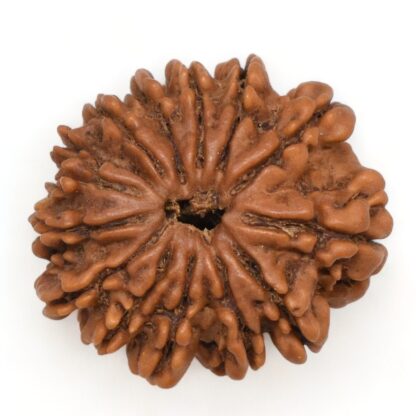 14-Mukhi-Rudraksha-Nepal-53