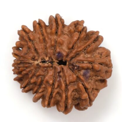 14-Mukhi-Rudraksha-Nepal-53-Back