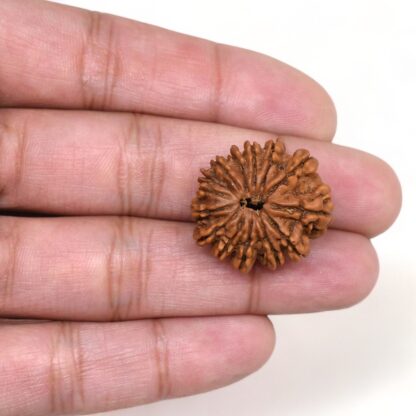 14-Mukhi-Rudraksha-Nepal-53-Hand