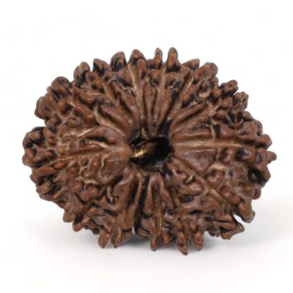 14-Mukhi-Rudraksha-Nepal-54