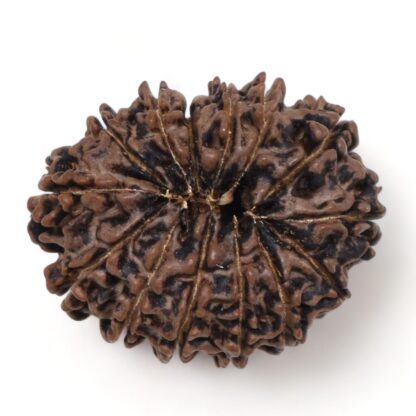 14-Mukhi-Rudraksha-Nepal-54-Back