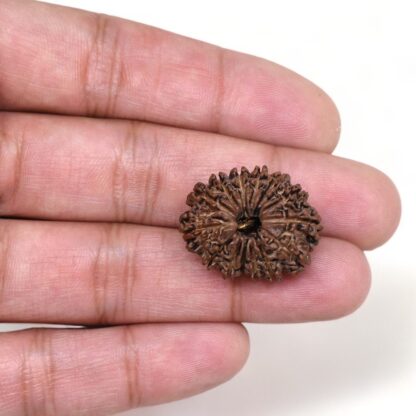 14-Mukhi-Rudraksha-Nepal-54-Hand