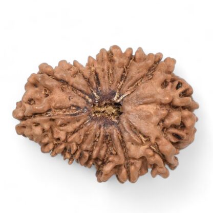 14-Mukhi-Rudraksha-Nepal-56