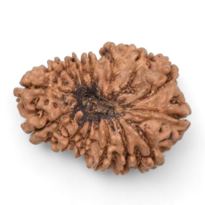 14-Mukhi-Rudraksha-Nepal-56-Back