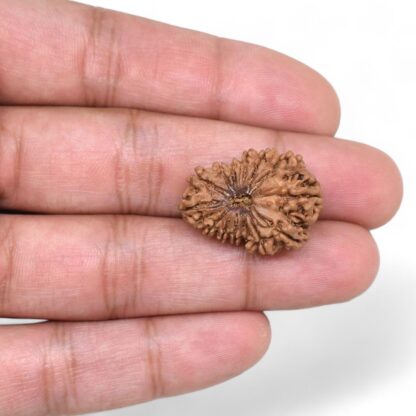 14-Mukhi-Rudraksha-Nepal-56-Hand