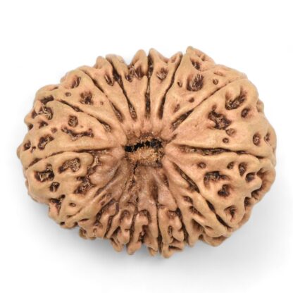 14-Mukhi-Rudraksha-Nepal-57