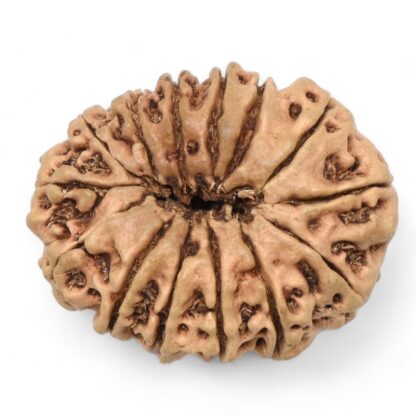 14-Mukhi-Rudraksha-Nepal-57-Back