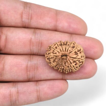 14-Mukhi-Rudraksha-Nepal-57-Hand