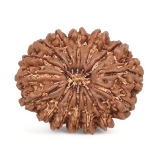 15-Mukhi-Rudraksha-Nepal-10