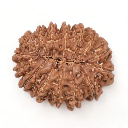 15-Mukhi-Rudraksha-Nepal-10-Back