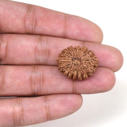 15-Mukhi-Rudraksha-Nepal-10-Hand