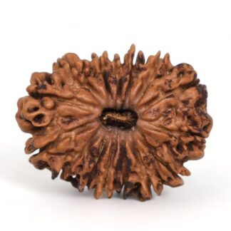 15-Mukhi-Rudraksha-Nepal-11