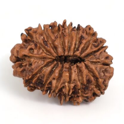 15-Mukhi-Rudraksha-Nepal-11-Back