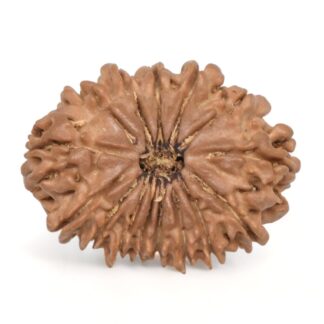 15 Mukhi Rudraksha