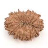 15-Mukhi-Rudraksha-Nepal-12-Back