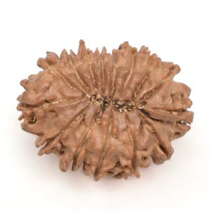 15-Mukhi-Rudraksha-Nepal-12-Back