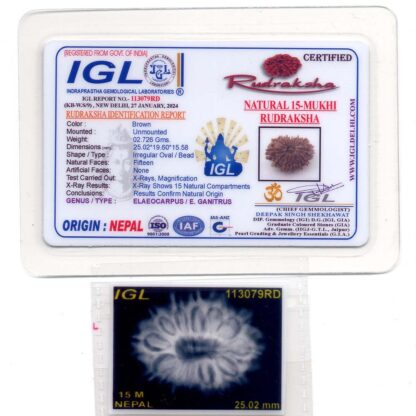 15-Mukhi-Rudraksha-Nepal-12-Certiicate
