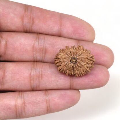 15-Mukhi-Rudraksha-Nepal-12-Hand