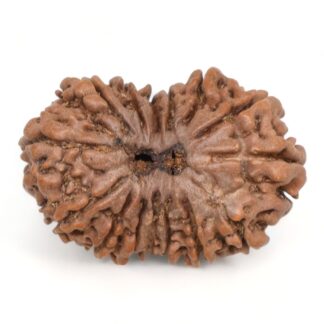 15-Mukhi-Rudraksha-Nepal-13