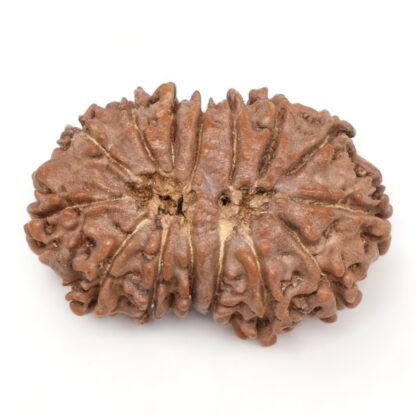 15-Mukhi-Rudraksha-Nepal-13-Back