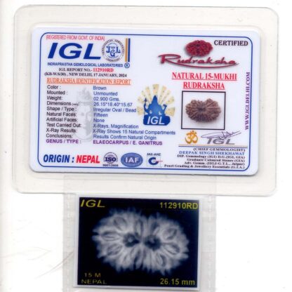 15-Mukhi-Rudraksha-Nepal-13-Certiicate