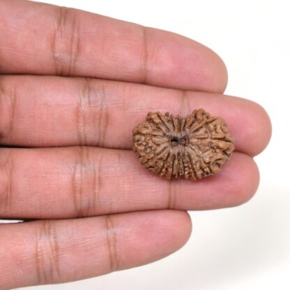 15-Mukhi-Rudraksha-Nepal-13-Hand