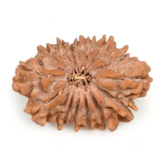 15-Mukhi-Rudraksha-Nepal-14