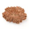 15-Mukhi-Rudraksha-Nepal-14-Back