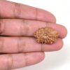 15-Mukhi-Rudraksha-Nepal-14-Hand