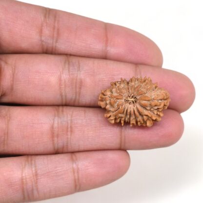 15-Mukhi-Rudraksha-Nepal-14-Hand